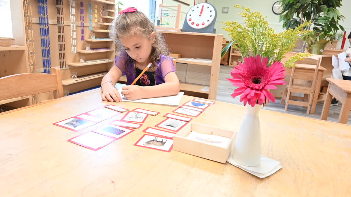 amici-montessori-practical-life-phoenix Child working independently in an Amici Trilingual Montessori classroom in Phoenix